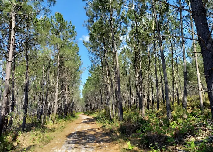 Le Marsalat - * Lanton
